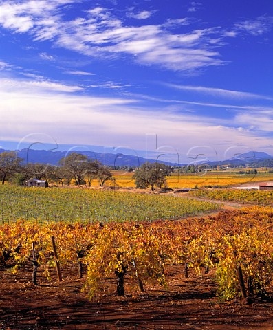 Autumnal vineyards Oakville Napa Co California    Napa Valley