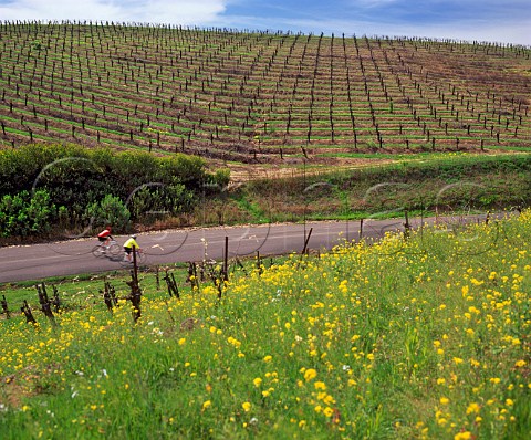 Cycling through vineyards in the Carneros region near Napa California