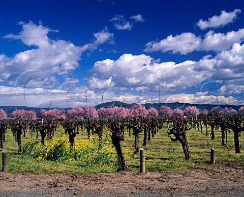 Early spring in Trefethen Vineyards Napa  California Napa Valley