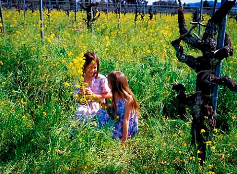Two young girls in Petite Sirah vineyard of Leeds   Ranch Rutherford Napa Co California