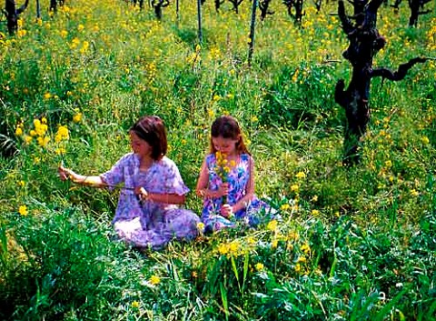 Two young girls in Petite Sirah vineyard of Leeds   Ranch Rutherford Napa Co California