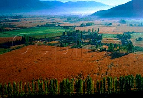 Vineyards in the Rio Tinguiririca Valley between San   Fernando and Nancagua Chile