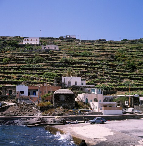 Terraced vineyard above the harbour at Gadir on the island of Pantelleria Italy