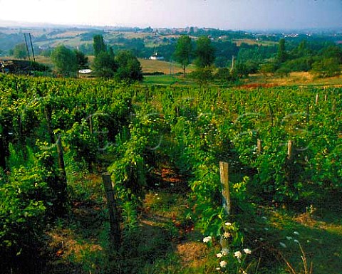 Vineyard at StYorre Allier France  Auvergne