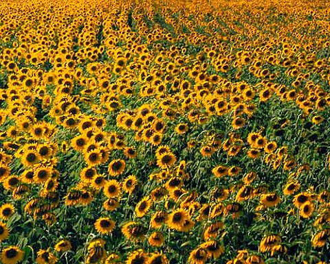 Sunflowers Guglionesi Molise Italy