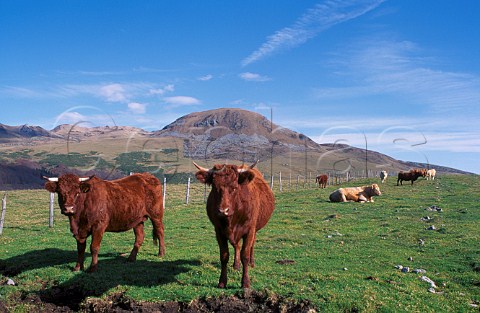 Salers cattle on the Massif du Sancy PuydeDme France Auvergne