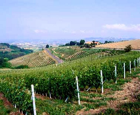 The Roncagliette vineyard with beyond on the slope below the road Angelo Gajas Costa Russi vineyard and top right his Sor Tildin  Barbaresco   Piemonte Italy Barbaresco