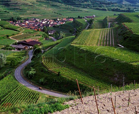The slopes of the Kaiserstuhl  here the Bassgeige   vineyard above Oberbergen  have been bulldozed into huge terraces for ease of working  Baden Germany