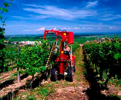 Machine which lifts the new foliage and runs two strings along underneath one each side of theposts clipping them together at regular intervalswith a metal band This keeps the canopy aloft to aid ventilation and ripening of the developing grapes DambachlaVille Alsace France