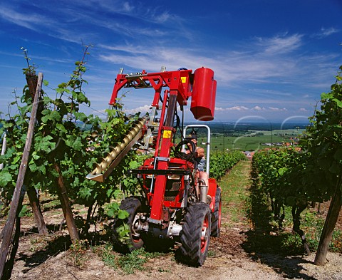 Machine which lifts the new foliage and runs two strings along underneath one each side of the posts clipping them together at regular intervals with a metal band This keeps the canopy aloft to aid ventilation and ripening of the developing grapes DambachlaVille Alsace France