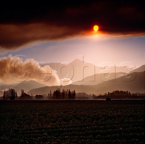 Summer fire in the Richmond Ranges viewed over Motukawa Vineyard a Cloudy Bay contract grower Rapaura Marlborough New Zealand