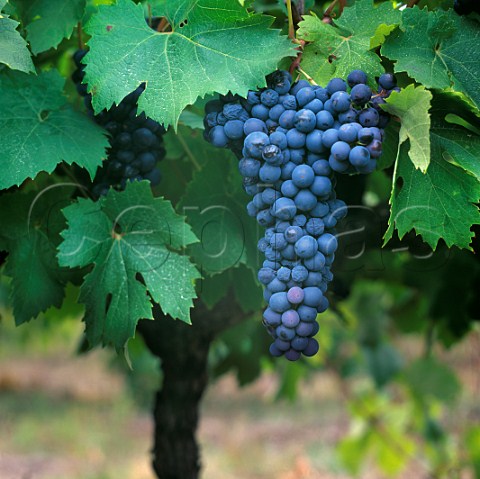 Zinfandel grapes in vineyard of Cape Mentelle Margaret River  Western Australia