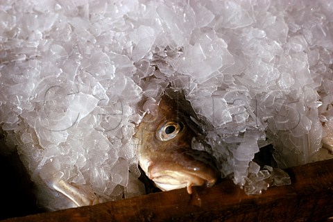 Cod on ice