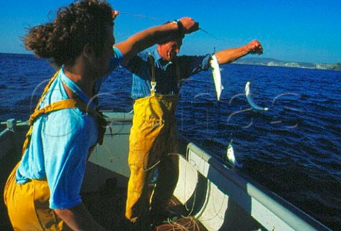 Landing mackerel in Cornwall