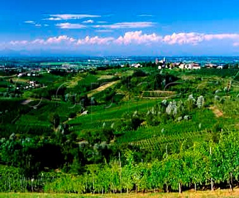 Vineyards at Montu Beccaria with the Po valley in the distance   Lombardy Italy   Oltrep Pavese