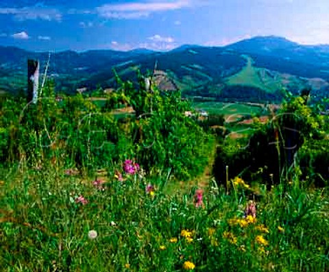 Spring flowers by vineyard above the Stironi valley   near Vigolino Emilia Romagna Italy  Colli   Piacentini DOC