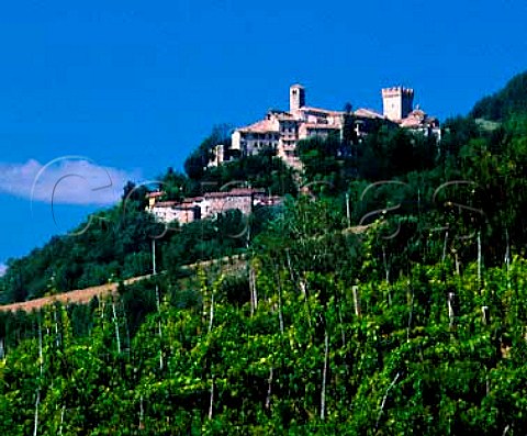 Vineyard in the Stironi valley below the medieval   hamlet of Vigolino Emilia Romagna Italy    Colli   Piacentini DOC