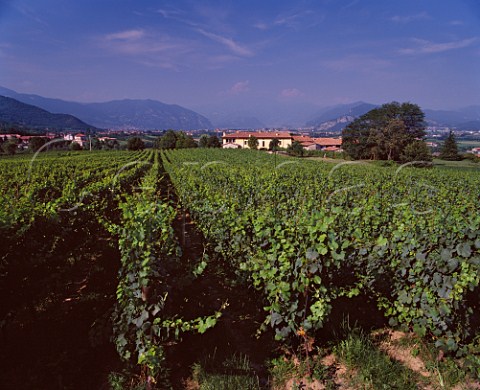 Vineyard of Bellavista with the hills surrounding Lago dIseo in the distance  Erbusco Lombardy Italy  Franciacorta DOC
