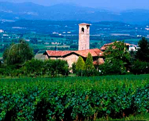 Vineyard of Bellavista Erbusco Lombardy Italy    Franciacorta DOC
