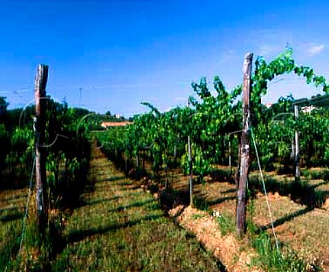 Hightrained vines in vineyard of Cavalleri   Erbusco Lombardy Italy Franciacorta DOC