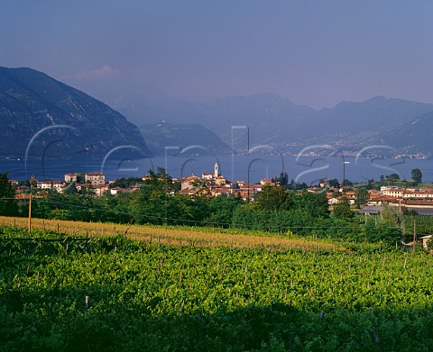 View over vineyard to Lago dIseo Colombaro Lombardy Italy Franciacorta