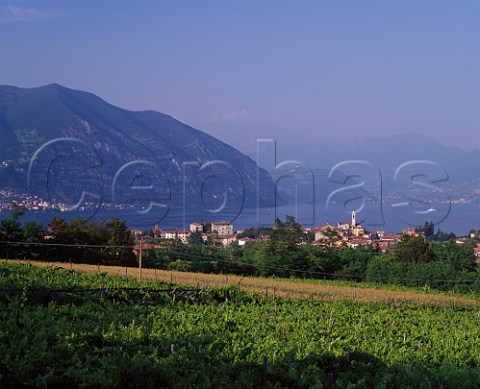View over vineyard at Colombaro to Lago dIseo Lombardy Italy Franciacorta 