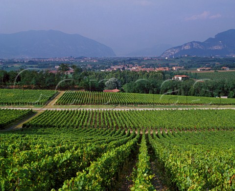 Poligono vineyard Cabernet Sauvignon of   Cadel Bosco with Lago dIseo in the distance   Erbusco Lombardy Italy  Franciacorta