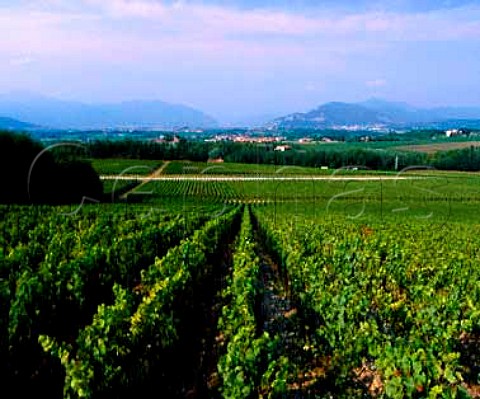 Poligono vineyard Cabernet Sauvignon of   Cadel Bosco with Lago dIseo in the distance   Erbusco Lombardy Italy  Franciacorta