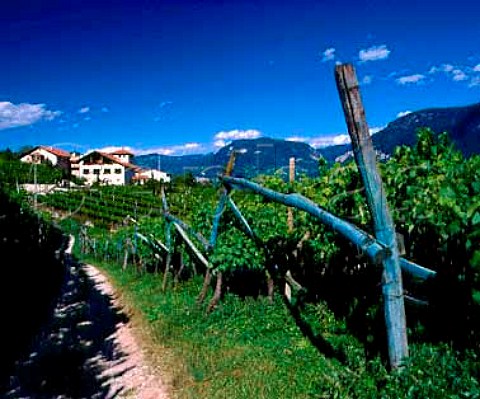 Vineyard at Cortaccia Alto Adige Italy    Caldaro DOC