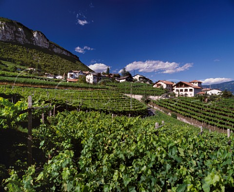Vineyards at Cortaccia Alto Adige Italy    Caldaro DOC