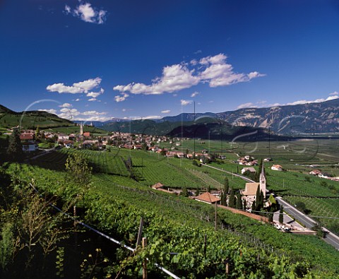 Vineyards in the Adige valley at Termeno   Alto Adige Italy  Caldaro DOC