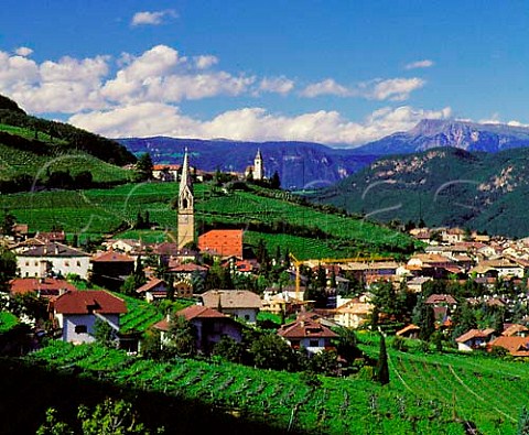 Vineyards around Termeno in the Adige valley   Alto Adige Italy  Caldaro DOC