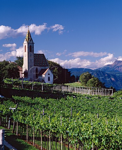 Vineyard by the church at Castelvcchio altitude   614 m Alto Adige Italy    Terlano DOC