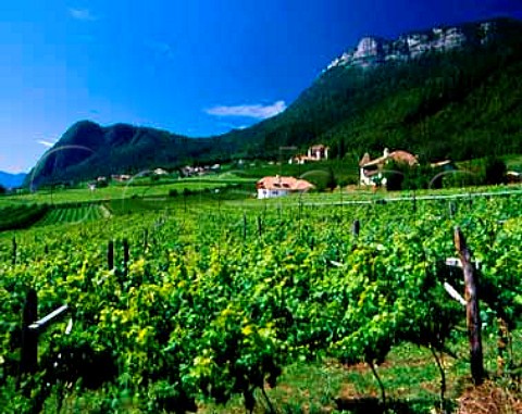 Vineyards on the slopes above Appiano  Alto Adige Italy  Terlano DOC