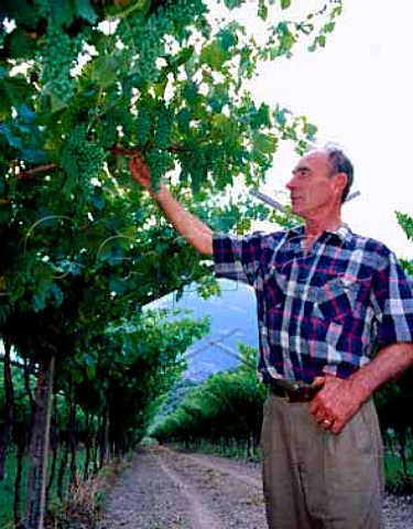 Giovanni Poli inspects his Nosiola grapes growing onthe slopes of Monte Bondone above Santa MassenzaFrom these he makes his highly acclaimed Vino Santoa speciality of the Valle dei Laghi region   Trentino Italy   