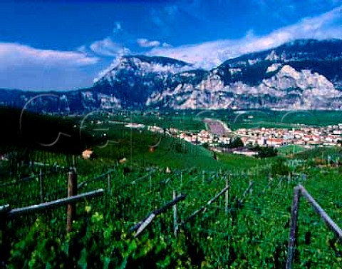 Vineyards around San Michelle allAdige    Trentino Italy  Caldaro  Teroldego Rotaliano DOCs