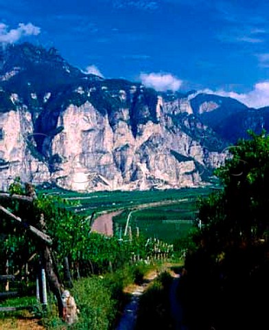 View up the Adige valley from above   SMichele allAdige Trentino Italy     Caldaro  Trentino DOCs