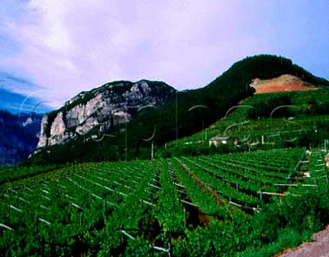 Pojer  Sandris Pianezzi vineyard which is planted   with Pinot Noir  altitude 550m      Faedo Trentino Italy