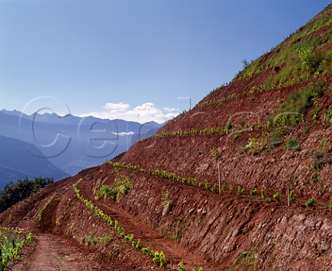 A new section of the Pojer  Sandri Palai vineyard planted with MullerThurgau for which this site at an altitude of 700 metres is renowned Faedo Trentino Italy