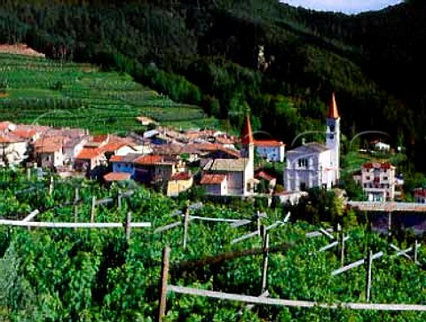 The village of Faedo which has vineyards up to   altitudes of around 750 metres is the home to top   producers Pojer  Sandri   Trentino Italy