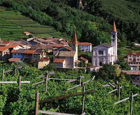 The village of Faedo with vineyards up to 750 metres altitude is the home to    producers Pojer  Sandri Trentino Italy