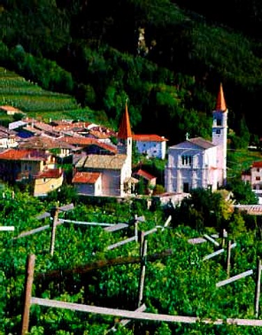 The village of Faedo which has vineyards up to   altitudes of around 750 metres is the home to top   producers Pojer  Sandri   Trentino Italy