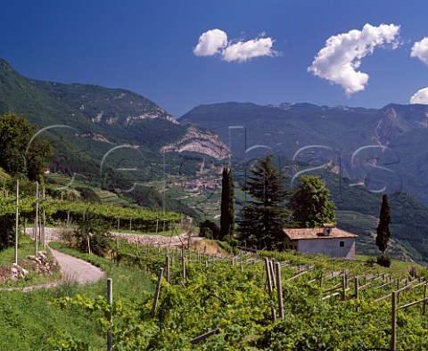 Vineyards near Pedersano high above the   Adige valley in the Vallagarina region   south of Trento Trentino Italy