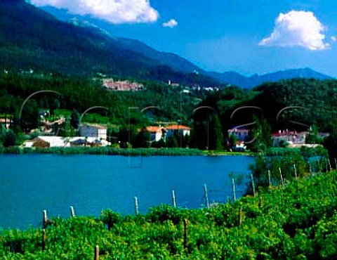 Vineyard by Lago di Santa Massenza in the   Valle dei Laghi region  an area noted for its   Vino Santo made from the local Nosiola grape  Trentino Italy