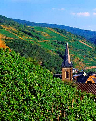 Vineyard above Dernau in the Ahr valley   Germany   Ahr