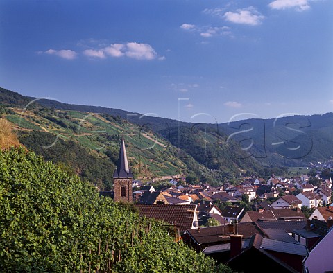 Vineyard above Dernau in the Ahr Valley   Germany   Ahr