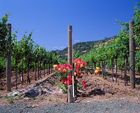 Roses at end of rows Pine Ridge Vineyards   Yountville Napa Co California  Stags Leap AVA