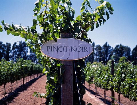 Pinot Noir vineyard of Carneros Alambic Brandy   Distillery Napa California