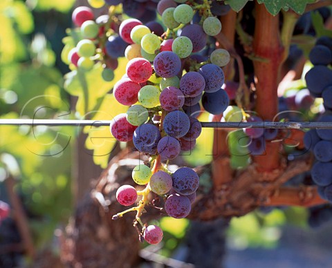Cabernet Sauvignon grapes changing colour as they ripen veraison in vineyard of  Frogs Leap Rutherford   Napa Valley California
