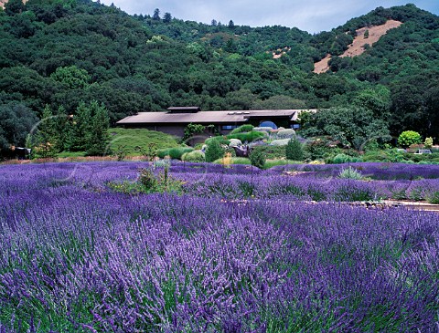 Lavender field at Matanzas Creek winery Santa Rosa Sonoma County California  Sonoma Valley